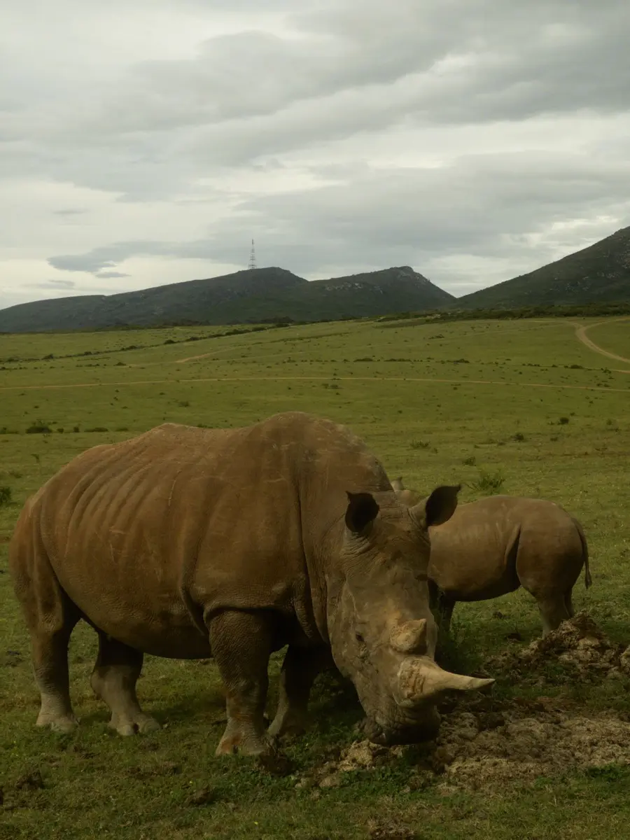Two rhinos grazing on a green plain beneath low hills